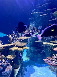 Pacific Seas Aquarium photo 4