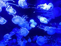 Pacific Seas Aquarium photo 5