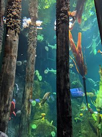 Pacific Seas Aquarium photo 6