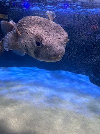 Dallas Aquarium Education Center photo 2