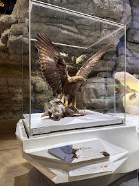 Cook Museum of Natural Science photo 6