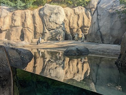 Robert and Mayari Pritzker Penguin Cove photo 3