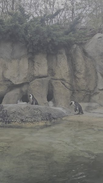Robert and Mayari Pritzker Penguin Cove photo 4