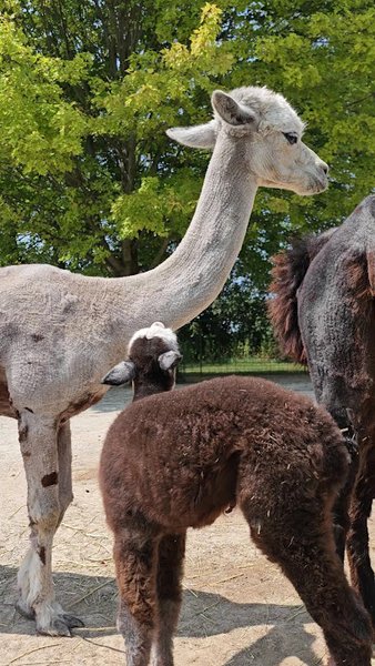 Green Meadows Petting Farm photo 2