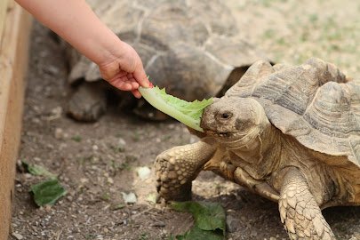 Green Meadows Petting Farm photo 5