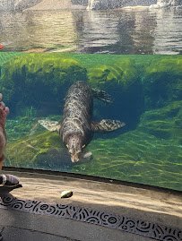 Sea Lion Pool
