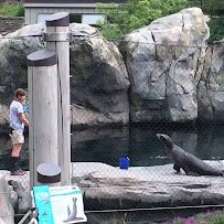 Sea Lion Pool photo 2