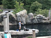 Sea Lion Pool photo 4
