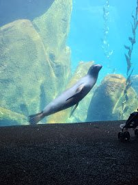 Sea Lion Pool photo 5
