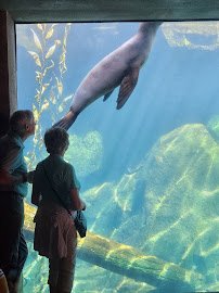 Sea Lion Pool photo 6