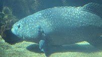 Waikiki Aquarium photo 2