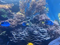 Waikiki Aquarium photo 3