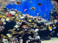 Waikiki Aquarium photo 4