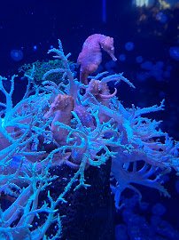Waikiki Aquarium photo 6