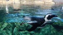 Ripley's Aquarium of Myrtle Beach photo 2