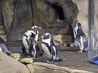 Ripley's Aquarium of Myrtle Beach photo 3