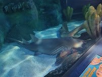 Ripley's Aquarium of Myrtle Beach photo 4