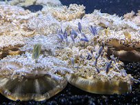 Ripley's Aquarium of Myrtle Beach photo 6