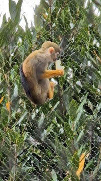 San Diego Zoo Picnic Area photo 2