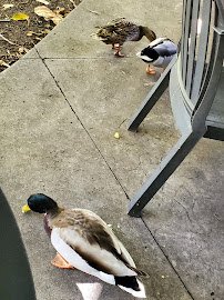 San Diego Zoo Picnic Area photo 5