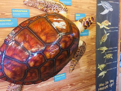 Turtle Cannery Museum photo 5