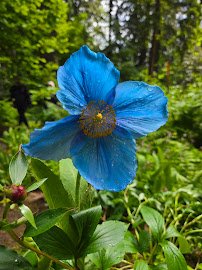 Rhododendron Species Botanical Garden photo 5