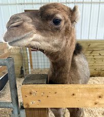 Traveling Acres Petting Zoo (Open by appointment Only) photo 2