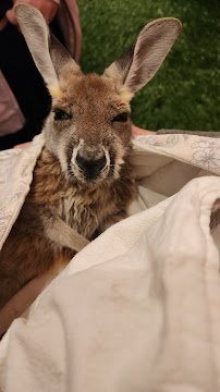 Traveling Acres Petting Zoo (Open by appointment Only) photo 4