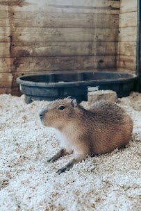 Traveling Acres Petting Zoo (Open by appointment Only) photo 5