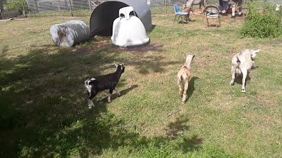 Mary's Country Critters Mobile Pony Rides and Mobile Petting Zooand petting zoo photo 2