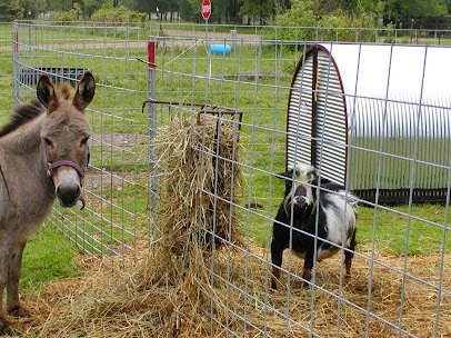 Mary's Country Critters Mobile Pony Rides and Mobile Petting Zooand petting zoo photo 3