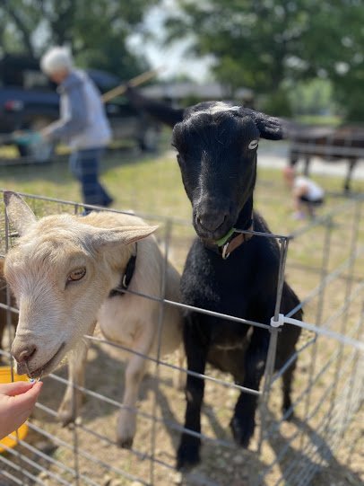 Mary's Country Critters Mobile Pony Rides and Mobile Petting Zooand petting zoo photo 5