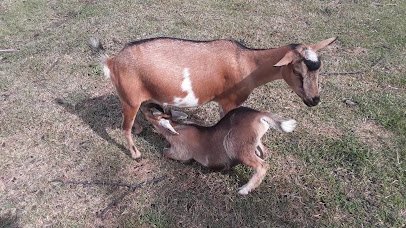 Mary's Country Critters Mobile Pony Rides and Mobile Petting Zooand petting zoo photo 6