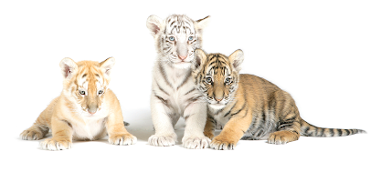 Safari Lodge Photo Encounter (Reservation Only)