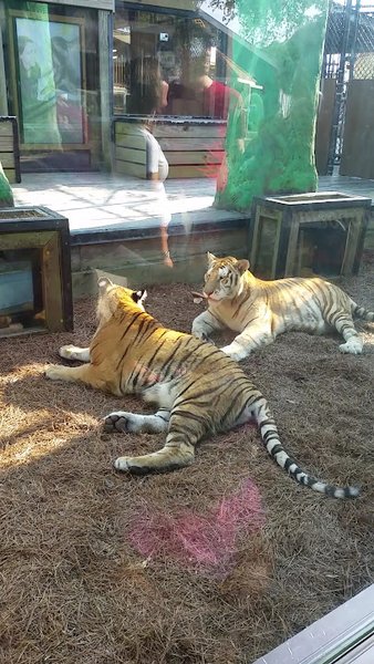 Safari Lodge Photo Encounter (Reservation Only) photo 2