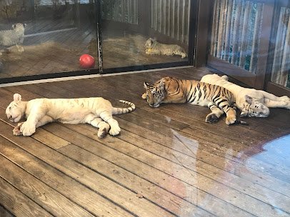 Safari Lodge Photo Encounter (Reservation Only) photo 3