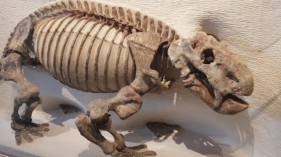The Harvard Museum of Natural History photo 2