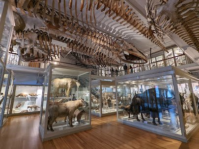 The Harvard Museum of Natural History photo 3