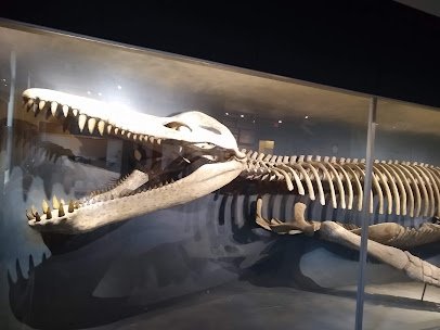 The Harvard Museum of Natural History photo 4