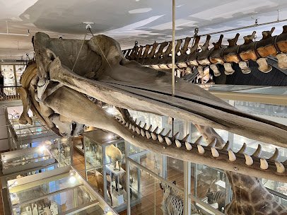 The Harvard Museum of Natural History photo 5