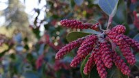 Clovis Botanical Garden photo 2
