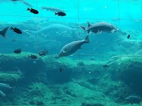 Flint RiverQuarium photo 3
