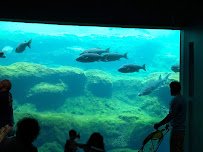 Flint RiverQuarium photo 4