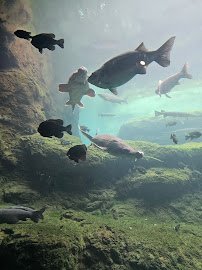 Flint RiverQuarium photo 5