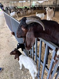 Fort Worth Petting Zoo