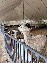 Fort Worth Petting Zoo photo 3