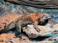 Iguanaland Inc. photo 3