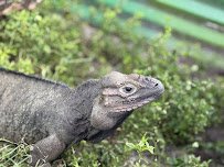 Iguanaland Inc. photo 4