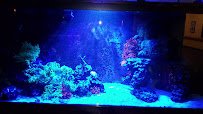 Top Notch Tanks Saltwater Aquarium Services photo 2