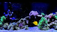 Top Notch Tanks Saltwater Aquarium Services photo 3